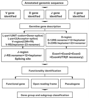 TR Locus Annotation and Characteristics of Rhinolophus ferrumequinum